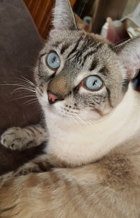 Entry image for B.B. (Bailey Blu). Clicking this image will show a larger photo