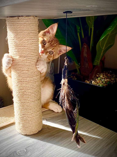 Entry image for WALL·E. Clicking this image will show a larger photo