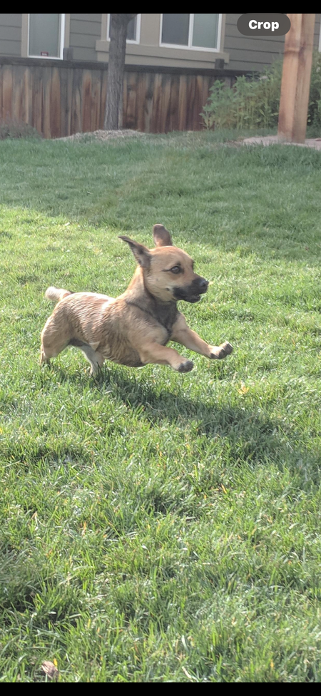 Entry image for Cali. Clicking this image will show a larger photo