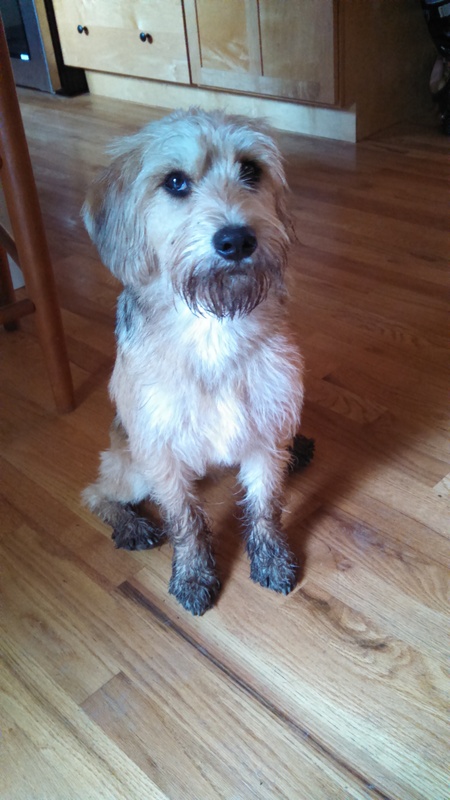 Entry image for Olive. Clicking this image will show a larger photo