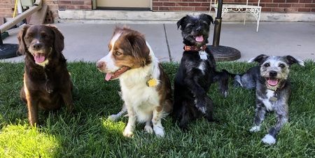 Entry image for Harriet (DFL 2022), Wyatt (DFL 2023), Henry, Ethan. Clicking this image will show a larger photo