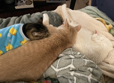 Entry image for Cowboy, Cinder, and Yuna. Clicking this image will show a larger photo