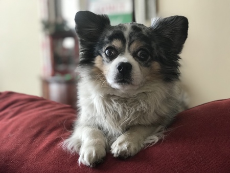 Entry image for Rocky. Clicking this image will show a larger photo