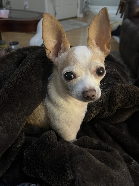 Entry image for Howard. Clicking this image will show a larger photo