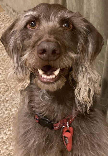 Entry image for Walter. Clicking this image will show a larger photo