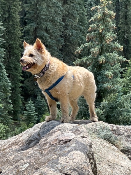 Entry image for Rocket. Clicking this image will show a larger photo