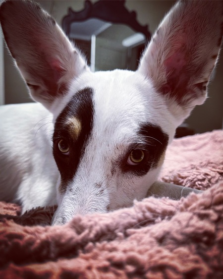 Entry image for Penny. Clicking this image will show a larger photo