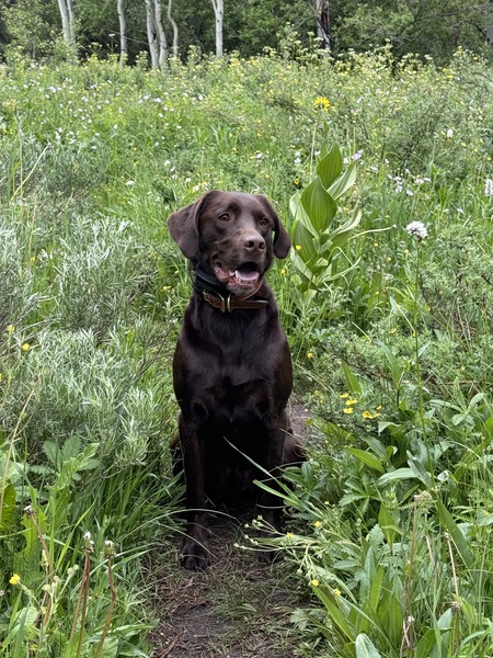 Entry image for Wilson. Clicking this image will show a larger photo