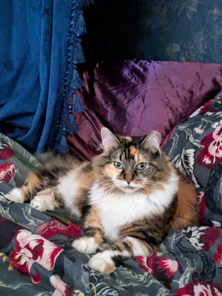 Entry image for Maya. Clicking this image will show a larger photo