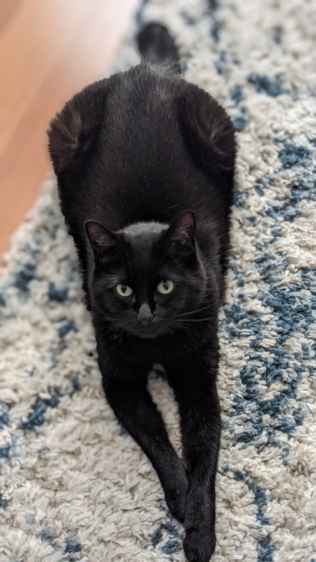 Entry image for Nebula . Clicking this image will show a larger photo