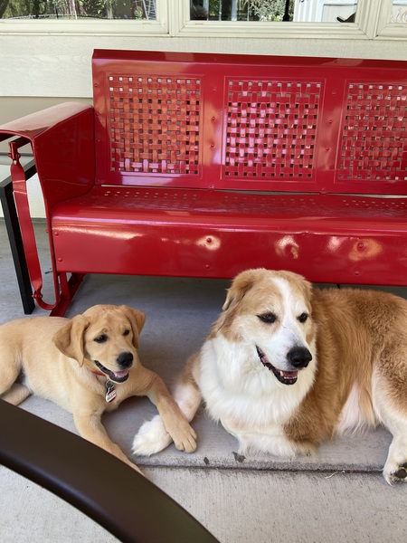 Entry image for Samson and Delilah. Clicking this image will show a larger photo