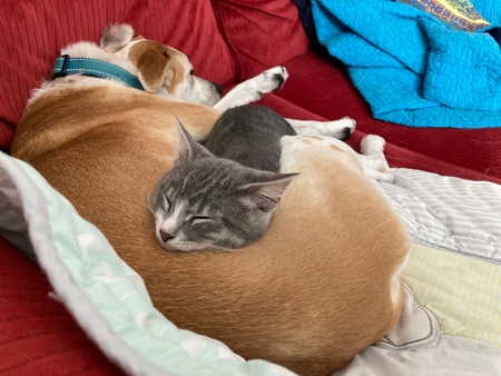 Entry image for Pancake and Poptart. Clicking this image will show a larger photo