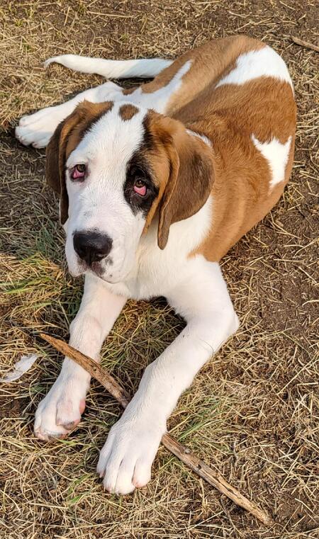 Entry image for Larson. Clicking this image will show a larger photo