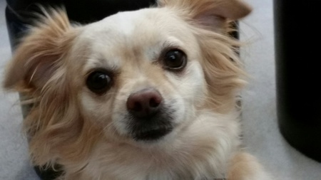 Entry image for Dakota . Clicking this image will show a larger photo