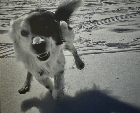 Entry image for Sonny. Clicking this image will show a larger photo