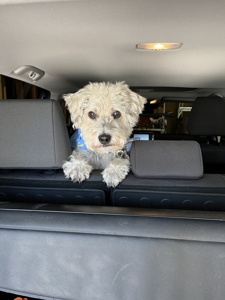 Entry image for Finley. Clicking this image will show a larger photo