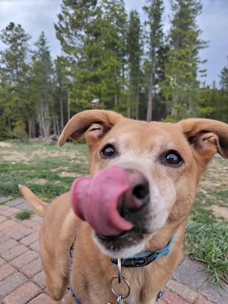 Entry image for Lincoln . Clicking this image will show a larger photo