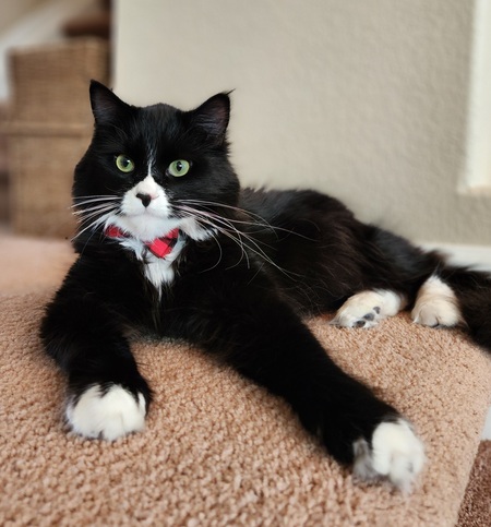 Entry image for Oliver. Clicking this image will show a larger photo