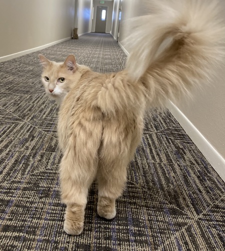 Entry image for Tumbers. Clicking this image will show a larger photo