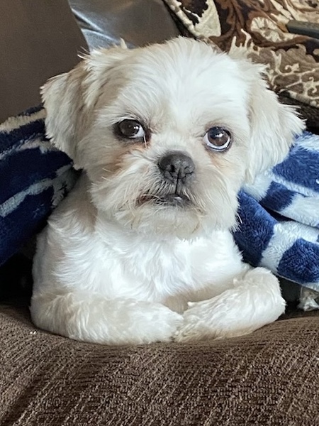 Entry image for Yeti. Clicking this image will show a larger photo