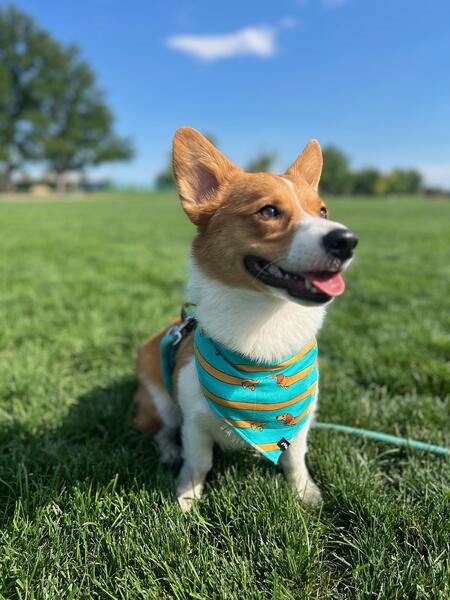 Entry image for Crumpet. Clicking this image will show a larger photo