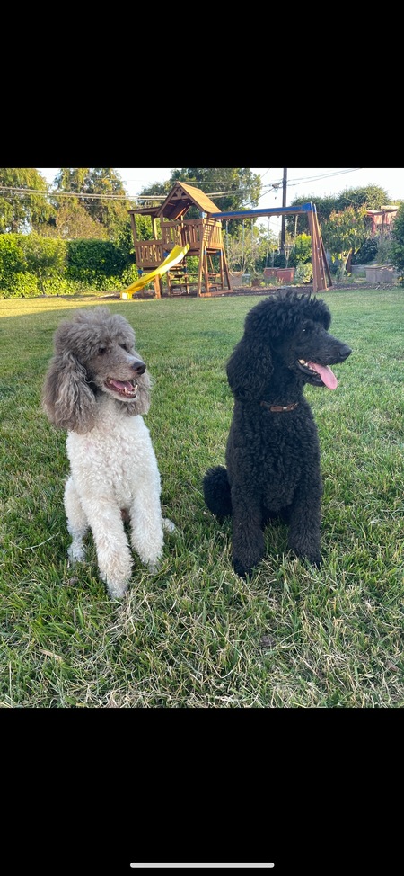 Entry image for Preston and Clover. Clicking this image will show a larger photo