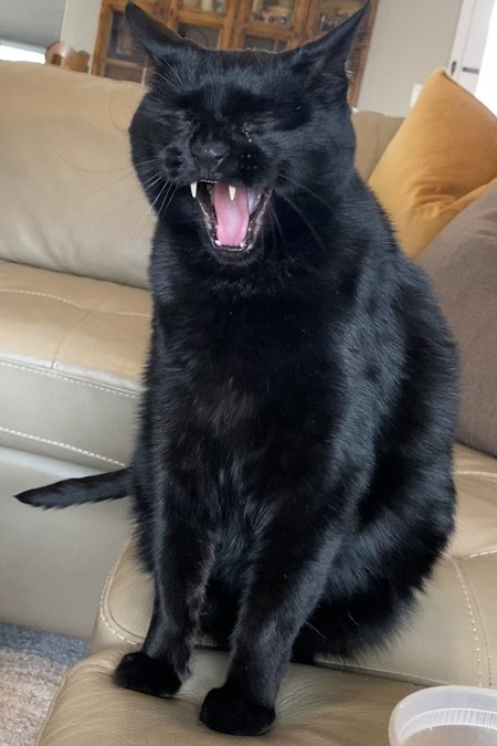 Entry image for Wade. Clicking this image will show a larger photo