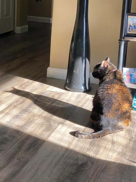 Entry image for Luna aka Batman. Clicking this image will show a larger photo