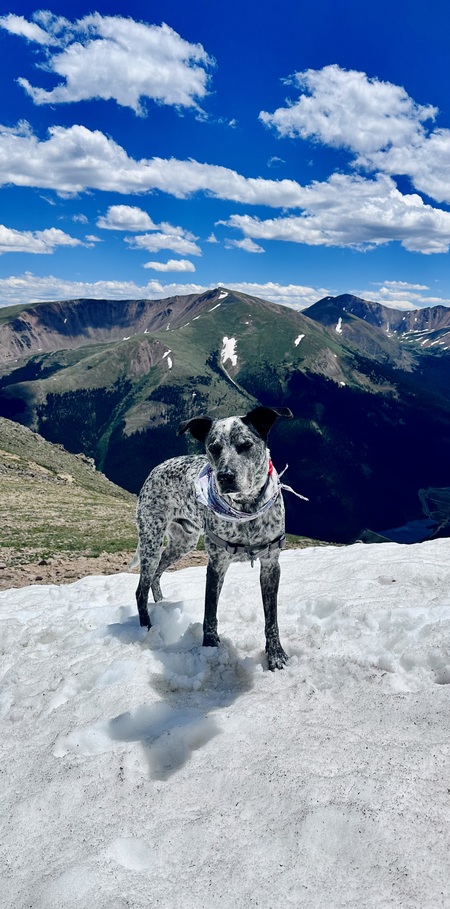 Entry image for Charlie. Clicking this image will show a larger photo