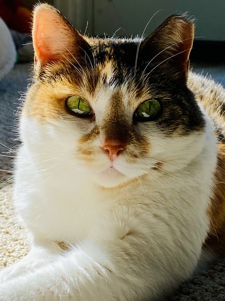 Entry image for Magnolia . Clicking this image will show a larger photo