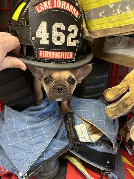 Entry image for Eggroll. Clicking this image will show a larger photo