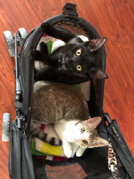 Entry image for Raven and Falkor. Clicking this image will show a larger photo