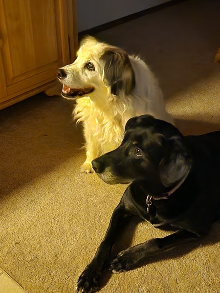 Entry image for Shep and Bambam. Clicking this image will show a larger photo