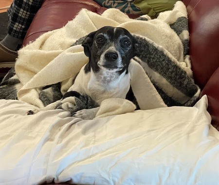 Entry image for Pepito . Clicking this image will show a larger photo