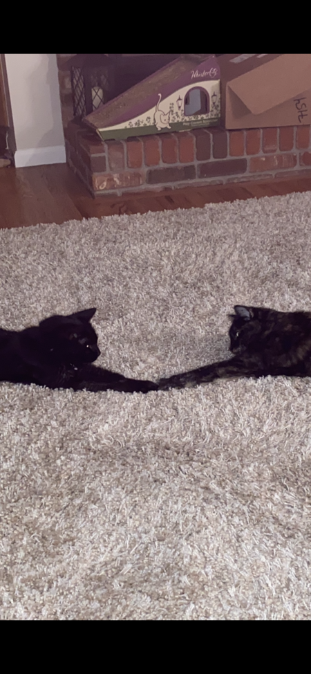 Entry image for Missy and Fuzzy. Clicking this image will show a larger photo