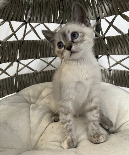 Entry image for Valentina. Clicking this image will show a larger photo