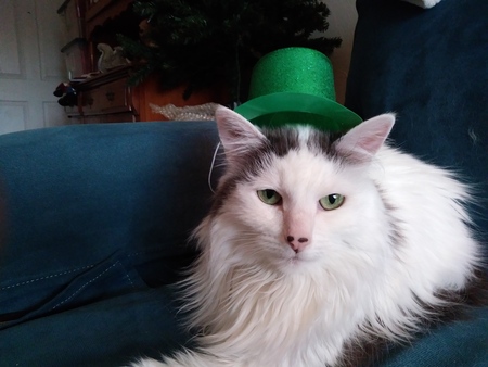 Entry image for Angel . Clicking this image will show a larger photo