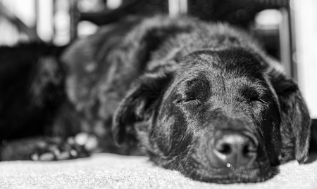 Entry image for Daphne. Clicking this image will show a larger photo