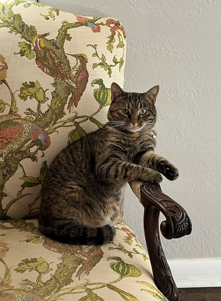 Entry image for Chicken. Clicking this image will show a larger photo