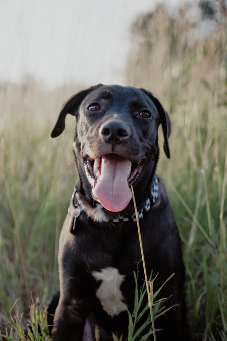 Entry image for Bandit. Clicking this image will show a larger photo