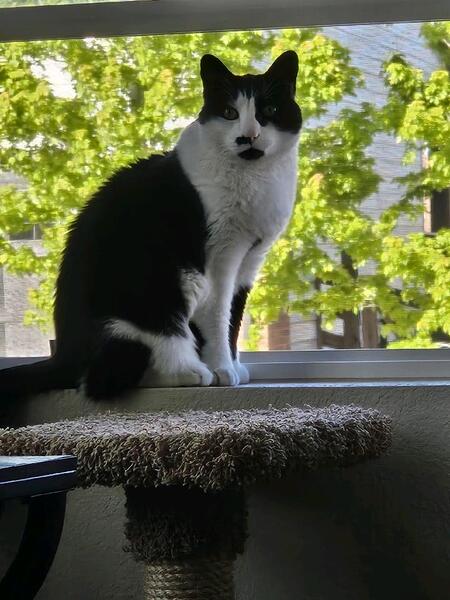 Entry image for Tux. Clicking this image will show a larger photo