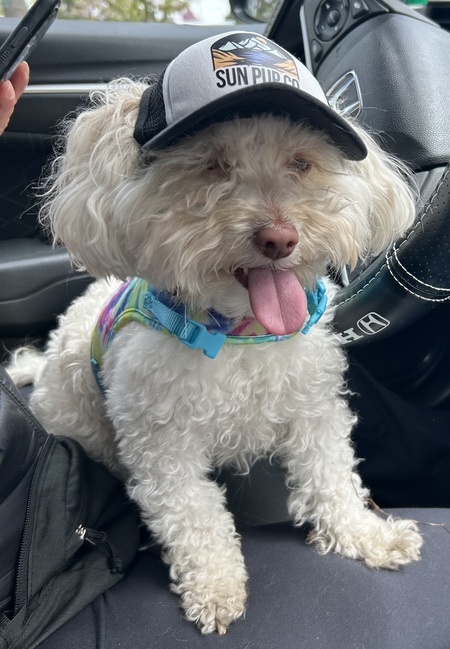 Entry image for Rambi. Clicking this image will show a larger photo