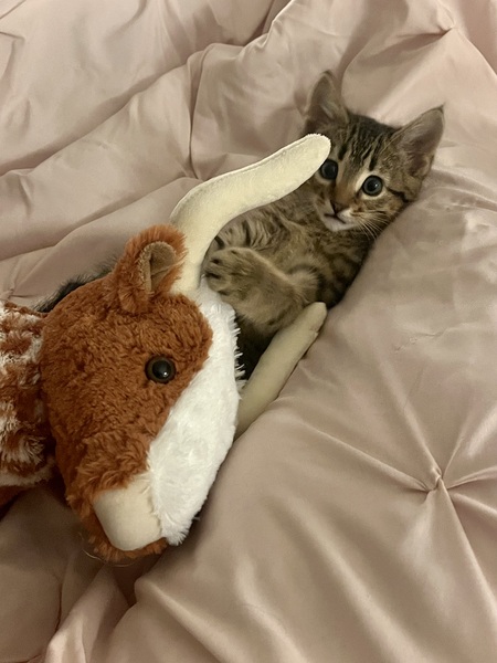 Entry image for Pepper. Clicking this image will show a larger photo