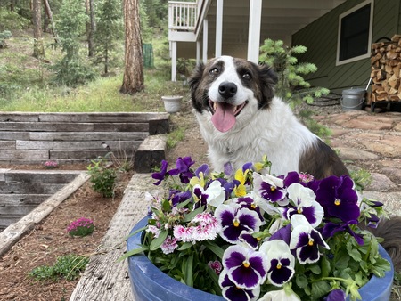 Entry image for Mala. Clicking this image will show a larger photo