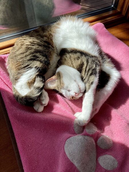 Entry image for Mateo. Clicking this image will show a larger photo