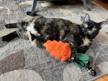 Entry image for Kali. Clicking this image will show a larger photo