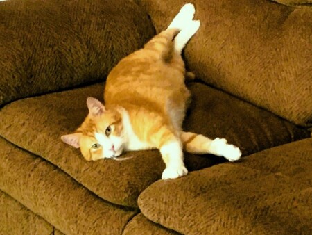 Entry image for Dewey. Clicking this image will show a larger photo