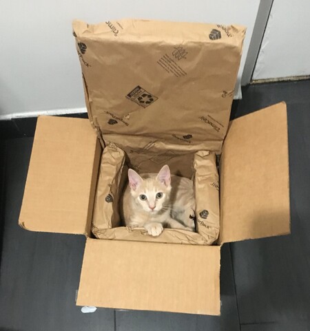 Entry image for Monty. Clicking this image will show a larger photo