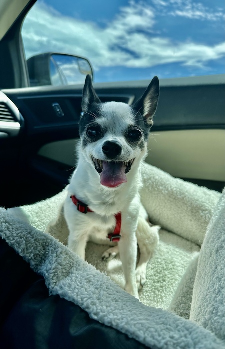 Entry image for Coco. Clicking this image will show a larger photo