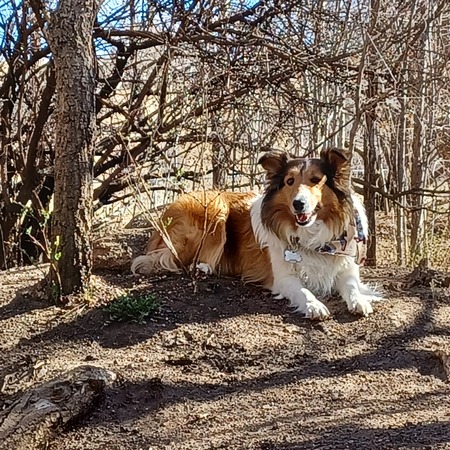 Entry image for Cinnamon . Clicking this image will show a larger photo